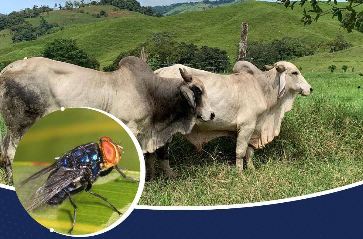 Подтвержден случай заражения человека ботфлай в Коста-Рике