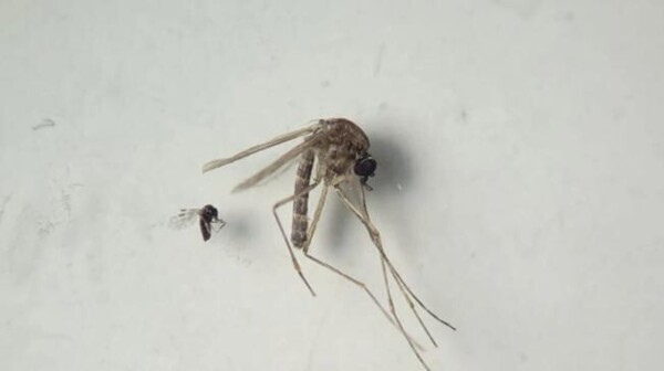 Коста-Рика сообщает о первом подозреваемом случае лихорадки Оропуче